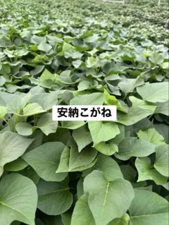 釣りと登山好き様専用 シルクスイート切り苗100本 紫芋切り苗100本