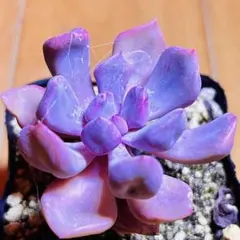 多肉植物❤️キューピット❤️韓国苗育成 抜き苗 a42のサムネイル