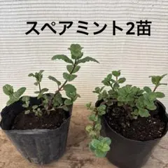 fleurir様専用　スペアミントとモヒートミント苗
