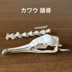 魚の骨　尻尾部分　 3点セット　ビーチコーミング 魚の骨 尻尾部分 3点セット ビーチコーミング - メルカリ
