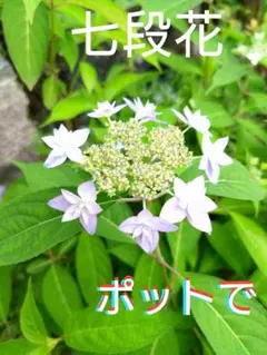 ラスト、ポット苗で】瀬戸の月 セトノツキ ヤマアジサイ 苗 山アジサイ