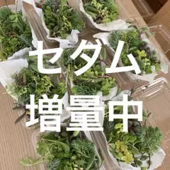 多肉植物　カット苗　1パック 希望あれば育て方送ります　セダム セット