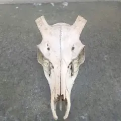 鹿の頭蓋骨 日本鹿のサムネイル
