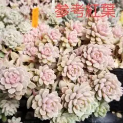 てんてん様 リクエスト 2点 まとめ商品