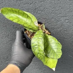 2026年最新】ホヤ 植物の人気アイテム - メルカリ