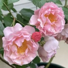 ミヤ様 リクエスト 2点 まとめ商品