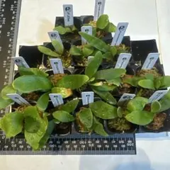 2026年最新】ライディーン ビカクシダの人気アイテム - メルカリ