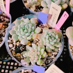 kyotan様 リクエスト 2点 まとめ商品