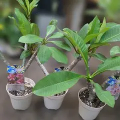プルメリア⭐️JUNGLEJACK'SCOLLECTION⭐️5号8種8鉢セット - メルカリ