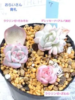 KSKS♡　月曜日発送予定様 リクエスト 5点 まとめ商品