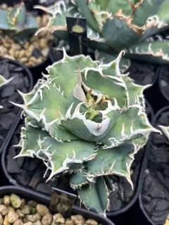 2026年最新】アガベホホジロザメの人気アイテム - メルカリ