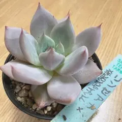 毒りんご　札付きポットごとメルカリ便くまのすけさん苗 毒りんご×そわそわ】くまのすけさん苗☆4頭☆札なし - メルカリ