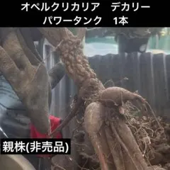 2026年最新】パキプス パワータンクの人気アイテム - メルカリ