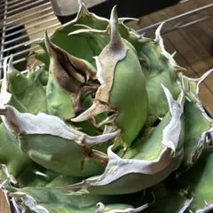 2025年最新】黒犀牛の人気アイテム - メルカリ