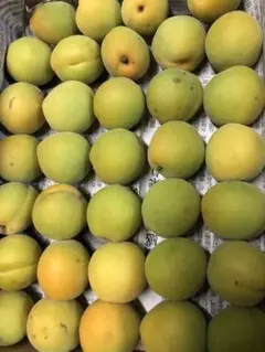 ロックン様専用青森県産完熟間近豊後梅箱込み1キロ