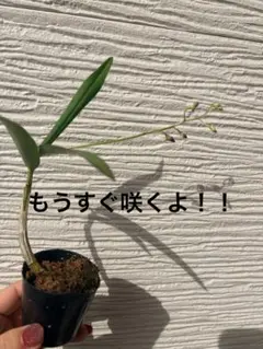 みゆさん様 リクエスト 2点 まとめ商品