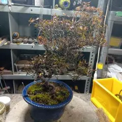 2026年最新】縮緬葛の人気アイテム - メルカリ