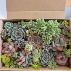 2025年最新】カット苗 多肉の人気アイテム - メルカリ
