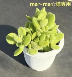 ma～ma☆プロフ必須♡様 リクエスト 2点 まとめ商品