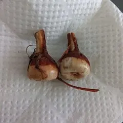 バビアナ　赤紫のサムネイル