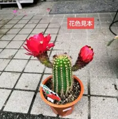 2026年最新】花サボテン カキコの人気アイテム - メルカリ