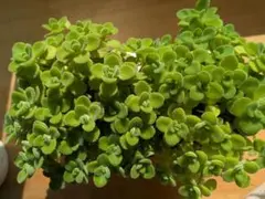 アロマティカス（20苗）　多肉植物　ハーブ　カット苗