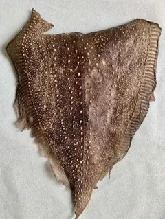 ☆【希少】サメガレイの皮 鮫鰈 生物標本 素材