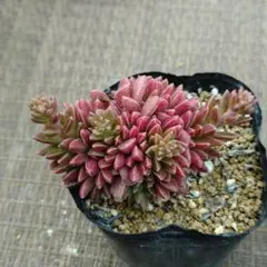 versadense×ミルキーウェイ 多肉植物抜き苗うに - メルカリ
