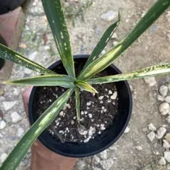 極上株　ユッカライジングサン　黒鉢付 2025年最新】ユッカ ライジングサンの人気アイテム - メルカリ