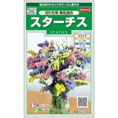 未開封【花の種】約５５粒　スターチス　切り花用　美色混合　チース