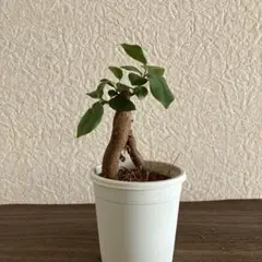ガジュマル　no.c