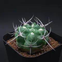 sunflower様 リクエスト 4点 まとめ商品