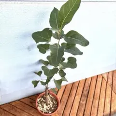 ブラキキトン　ディスカラー　ボトルツリー　希少　着払い　引き取り希望 ブラキキトン ディスカラー ボトルツリー 希少 着払い 引き取り