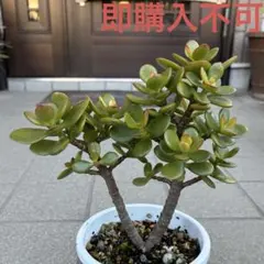 多肉植物　姫カゲツ　金の成る木　抜き苗のサムネイル