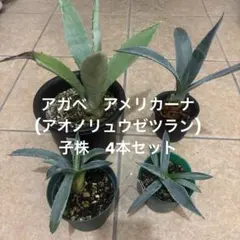 2025年最新】アガベ アメリカーナ 子株の人気アイテム - メルカリ