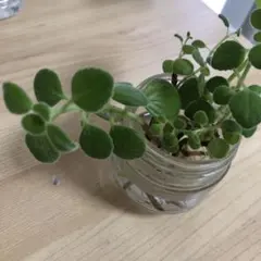 アロマティカス　抜き苗　苗　1本　発芽済み　ハーブ　虫除け　根付き　1苗小サイズ