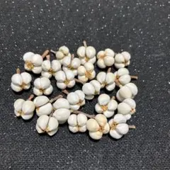 ナンキンハゼ ヘッド25個　4粒