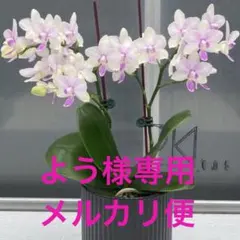 よう様 メルカリ便　リクエスト 3点 まとめ商品