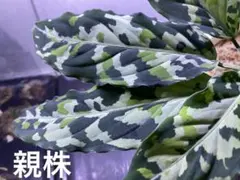 アグラオネマ ピクタム マルチカラー リュウハ 