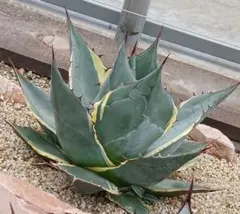 2026年最新】アガベ 鉢の人気アイテム - メルカリ