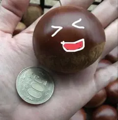 けーた様ご相談用　茨城県笠間産ぽろたん けーた様ご相談用 茨城県笠間産ぽろたん - メルカリ