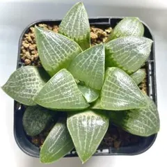 ★ハオルチア 親指姫×星影★特網目模様選抜 多肉植物 ハオルチア コンプト実生苗