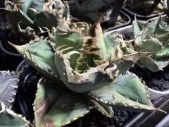 2026年最新】Cj アガベの人気アイテム - メルカリ