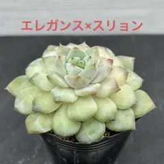 hiro様 リクエスト 3点 まとめ商品