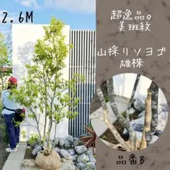超逸品。美斑紋 山採りソヨゴ雄株 本株立2.6M(鉢底から)品番B｜Www