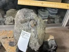 化石 アンモナイト ゼランチラス 地野 - メルカリ