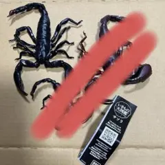 2025年最新】ダイオウサソリの人気アイテム - メルカリ