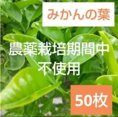 みかん苗木 アゲハチョウ幼虫餌② Amazon | 【屋久島産】アゲハ蝶 幼虫 餌 完全無農薬 みかんの