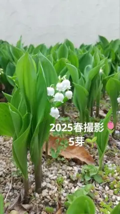 ムック様 リクエスト 2点 まとめ商品