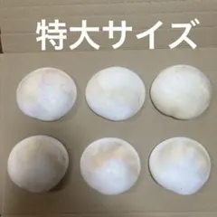 【沖縄県産】夏休みの工作や自由研究に！特大サイズ夜光貝の蓋（フタ）6個②のサムネイル